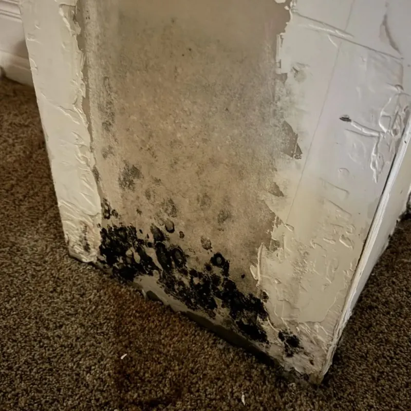 Professional Mold Removal in Hemet, CA